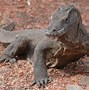 Gambar Komodo Asli