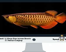 Slot Baru Ikan Arwana Gacor Di Indonesia Harga Berapa